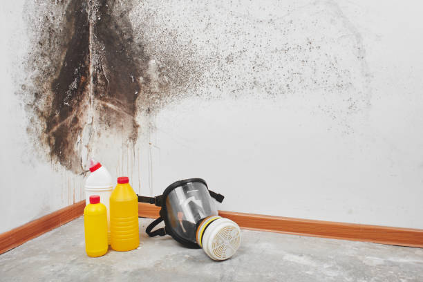 Best Mold Remediation for Specific Building Types in Dresden, TN