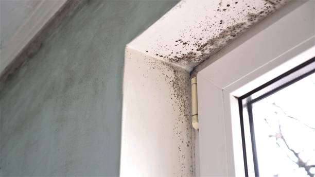 Best Attic Mold Remediation in Dresden, TN