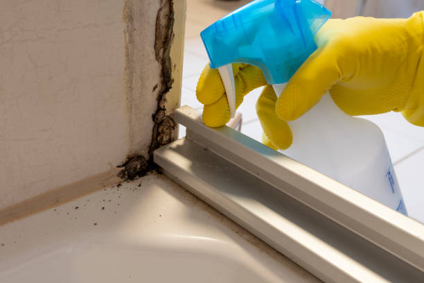 Best Residential Mold Remediation in Dresden, TN