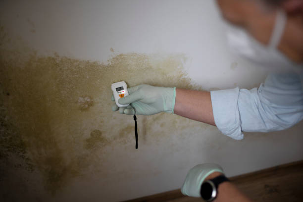 Best DIY Mold Remediation Support Services in Dresden, TN