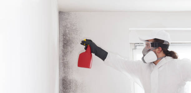 Best Mold Remediation for Schools in Dresden, TN