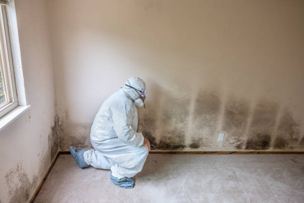 Trusted Dresden, TN Mold Remediation Experts