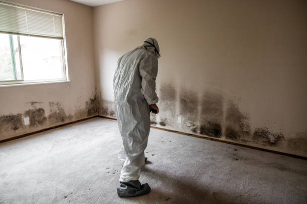 Best Black Mold Remediation in Dresden, TN