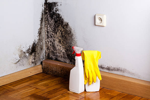 Best White Mold Remediation in Dresden, TN